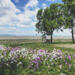 cremation services in Dallas, TX