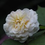 cremation services in Dallas, TX