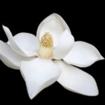 cremation services in Farmers Branch, TX