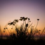 cremation services Irving, TX