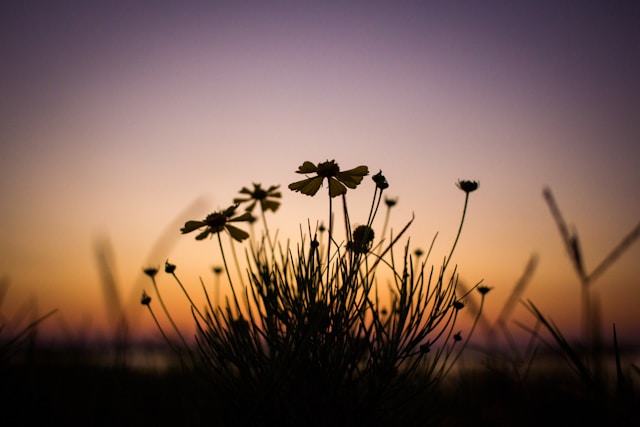 cremation services Irving, TX