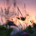 cremation services Farmers Branch, TX