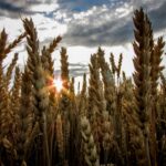 cremation services Irving, TX