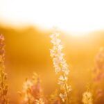 cremation services Dallas, TX