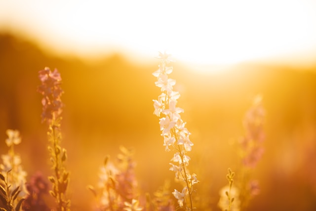 cremation services Dallas, TX