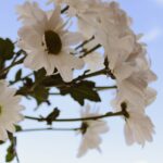 cremation services Farmers Branch, TX