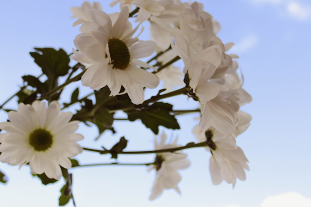 cremation services Farmers Branch, TX