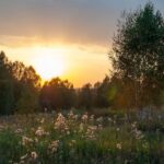 cremation services Irving, TX